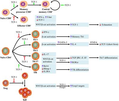 WNT/β-Catenin Signaling Pathway Regulating T Cell-Inflammation in the Tumor Microenvironment